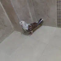 کفتر