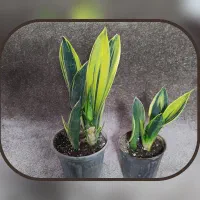 گل و گیاه کلکسیونی آپارتمانی و بیرونی