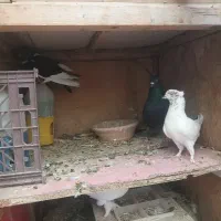 کفتر|پرنده|کهک, |دیوار