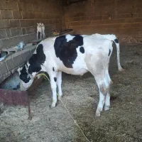 گوساله نر هلشتاین درجه یک