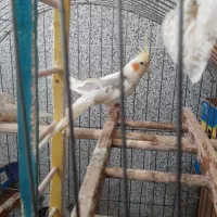 عروس هلندی تخم گذار