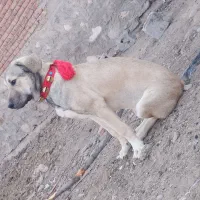 واگذاری 2 تا توله عراقی