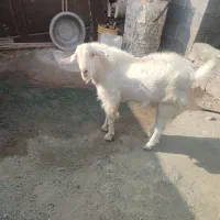 نری|حیوانات مزرعه|بیکاه, |دیوار