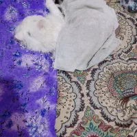 گربه زیبا