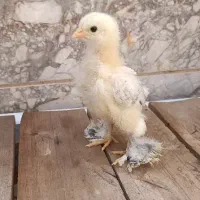 جوجه مرغ برهما