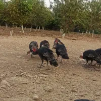 بوقلمون