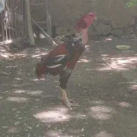 خروس لاری فوری