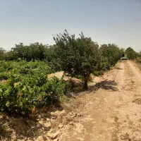 12000-متر-باغ-انگور-در-علی-آباد-دشتابی