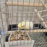 عروس هلندی زیبا ومولد