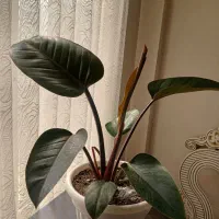 گلهای اپارتمانی زیبا وشاداب  به قیمت