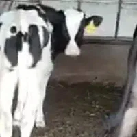 فروش گوساله ماده