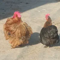 مرغ خروس یک ساله زینتی منیاتوری