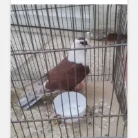 کفترمغلوف