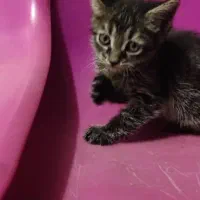 گربه