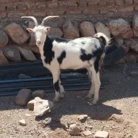 دو راس بزغاله
