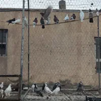 کبوتر ۳۰ تا یجایی