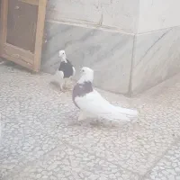 یک جفت کفتر طوقی