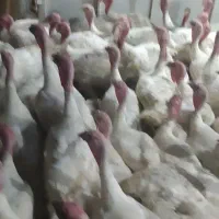 بوقلمون بیوتی گوشتی