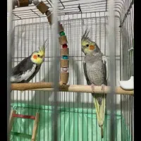 عروس هلندی مولد