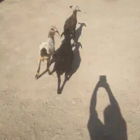 بره نر و ماده