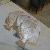 ماهیگیری