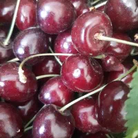 گیلاس طالقان