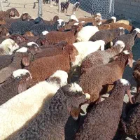 80 راس گوسفند و۷۴ راس بره