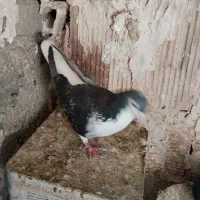 سده مگسی سیاه نر