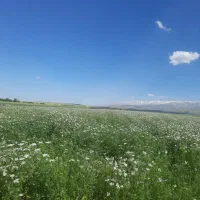 عسل ارگانیک