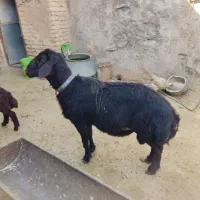 بره .قوچ.گوسفند