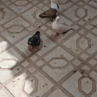 کفتر|پرنده|سبزوار, غرب نیروگاه|دیوار