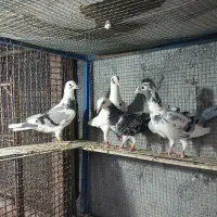 کبوتر ماده برای جفتگاه سار سرور کرمانی ابلغ المانی