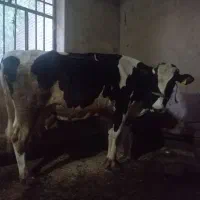 گاو آبستن