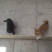 گربه
