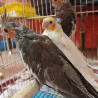 جوجه عروس سرلاکی