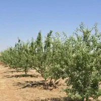 فروش-زمین-در-زمرد-هفت-برم