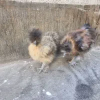 جوجه ابریشمی کوپال ۳ماهه