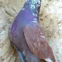کبوتر