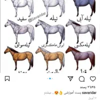 اسب نریون عرب