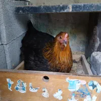 مرغ وجوجه فروشی