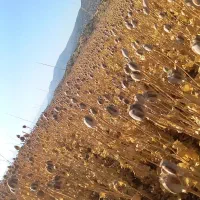 بذر کشاورزی
