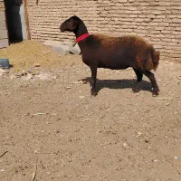 شیشک میش