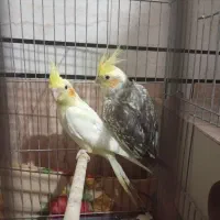 دو عدد عروس هلندی