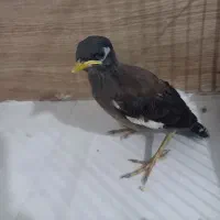 جوجه مینا دستی