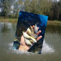 بچه ماهی کپور اموزش فروش