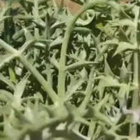 خوشا ریزه