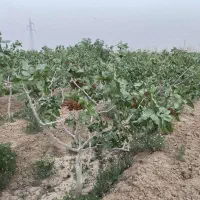 فروش باغ پسته(روستای طاق)