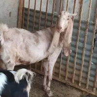 بز تکاوری پاکستانی