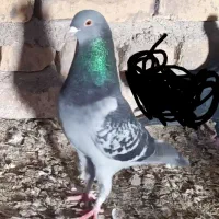 کبوتر زاغ و سبز