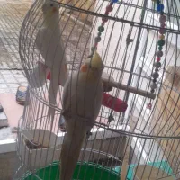 دو عدد عروس نر